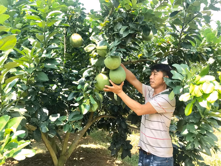 Người dân thôn Đình, xã Thống Nhất trồng cây bưởi da xanh cho hiệu quả kinh tế cao.