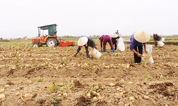 Xá viên thu hoạch khoai tây Atlantich. Ảnh Thu Trang ( Đài Đông Triều)