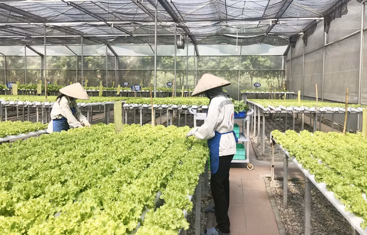 Mô hình trồng rau Công ty CP đầu tư xây dựng và thương mại 188 đầu tư.