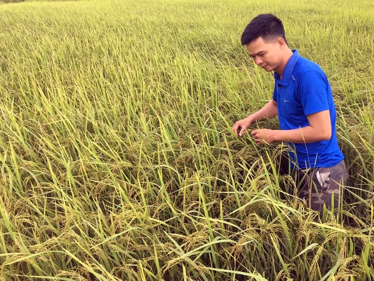 Kỹ sư Hoàng Văn Vượng (HTX kiểm tra tình hình sinh trưởng của cây lúa
