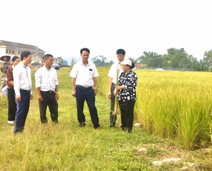 Công ty CP Giống cây trồng Quảng Ninh đi nghiệm thu nhiệm vụ KHCN phục tráng giống lúa Bao thai lùn triển khai ở huyện Đầm Hà.