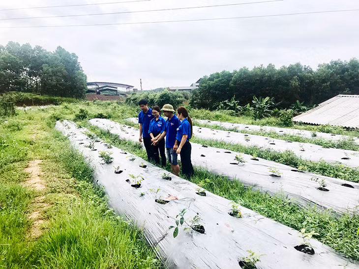 10 năm qua, toàn Đoàn đã xây dựng 236 mô hinh phát triển kinh tế giúp thanh niên thoát nghèo, vươn lên làm giàu.