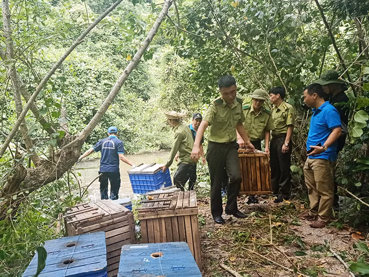 Các lực lượng tiến hành thả động vật hoang dã về môi trường tự nhiên tại đảo Ba Mùn.