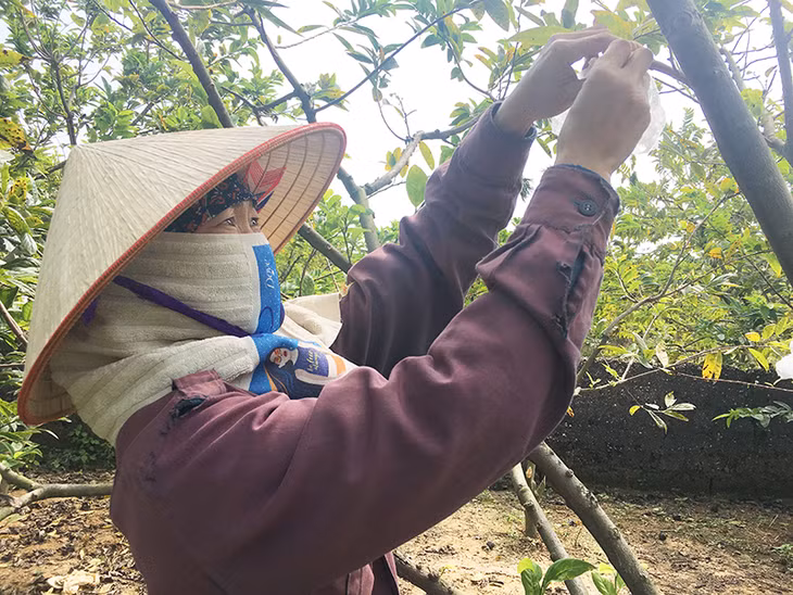 1ha trồng na dai của gia đình anh Nguyễn Tiến Bạn, thôn Đìa Sen, xã An Sinh mang lại thu nhập 500 triệu đồng/năm.