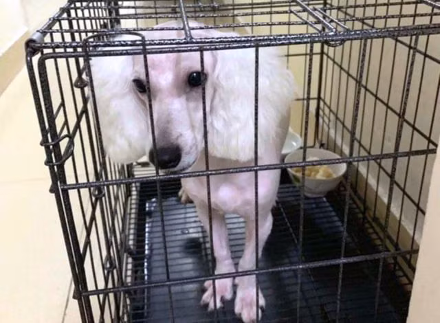Chú chó cảnh tang vật. Ảnh: CA