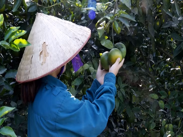 Cây cam Vinh hiện đang mang lại thu nhập cao cho các xã viên HTX cam Đồng Vàng.