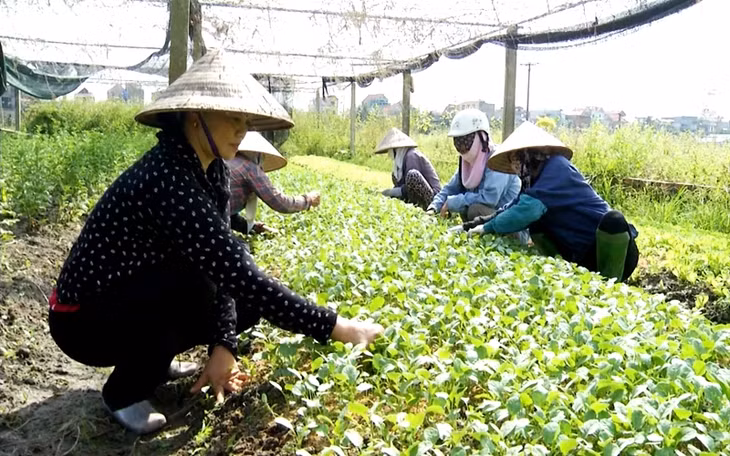 phụ nữ nông dân