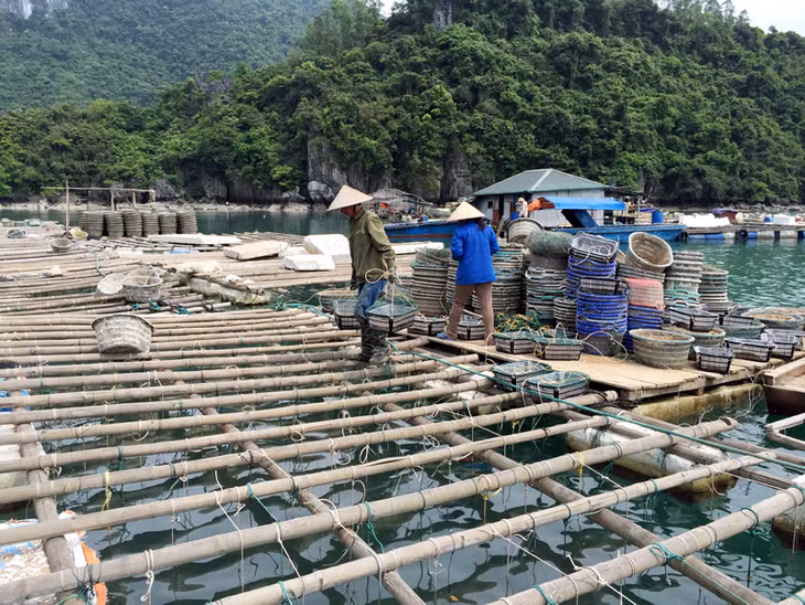  Người dân xã Bản Sen (huyện Vân Đồn) thả nuôi ngao giá.
