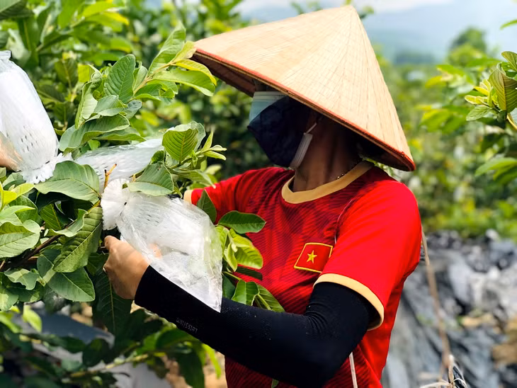 Áp dụng khoa học kỹ thuật vào trồng ổi, hiện doanh thu của các xã viên HTXTX Dịch vụ và Sản xuất nông, lâm nghiệp Toàn Phú 