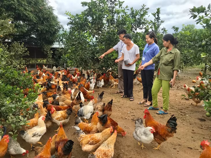 9 tháng đầu năm, huyện Tiên Yên phê duyệt triển khai 18 dự án với tổng kinh phí hỗ trợ đạt gần 3,8 tỷ đồng.