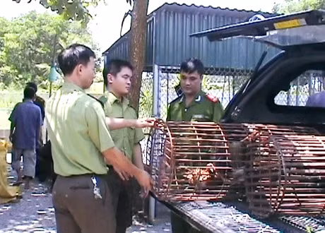 Lực lượng CS môi trường Công an tỉnh phối hợp kiểm tra phát hiện một vụ nuôi động vật hoang dã trái phép trên địa bàn TP Hạ Long.