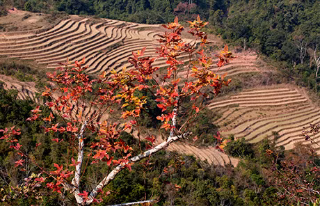 Mùa Sau Sau đỏ lá.