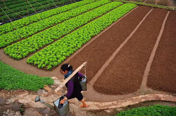 Ruộng rau xà lách đang cuộn tròn chờ tới lúc thu hoạch.