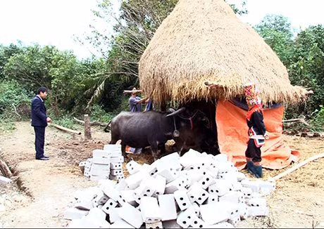 Bà con nông dân xã Quảng Sơn (Hải Hà) quây bạt chủ động phòng chống rét cho đàn gia súc.