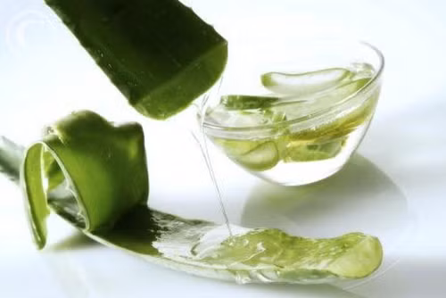 Lô hội có nhiều tác dụng rất tốt cho sức khỏe con người. Ảnh: Fontanazdravia.