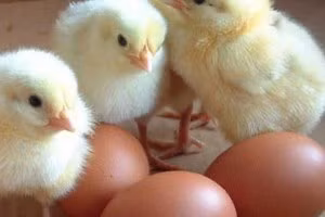 Câu hỏi hóc búa cuối cùng đã có lời giải. (Ảnh: Vegansoapbox.com)