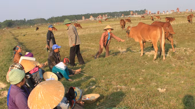 Đất "bờ xôi ruộng mật" của nông dân làng Bái Giao, xã Thiệu Giao, huyện Thiệu Hóa, Thanh Hóa đã bỏ hoang nhiều năm nay, giờ là bãi cỏ, là nơi chăn thả gia súc của người dân xã láng giềng Thiệu Vân - Ảnh: Hà Đồng