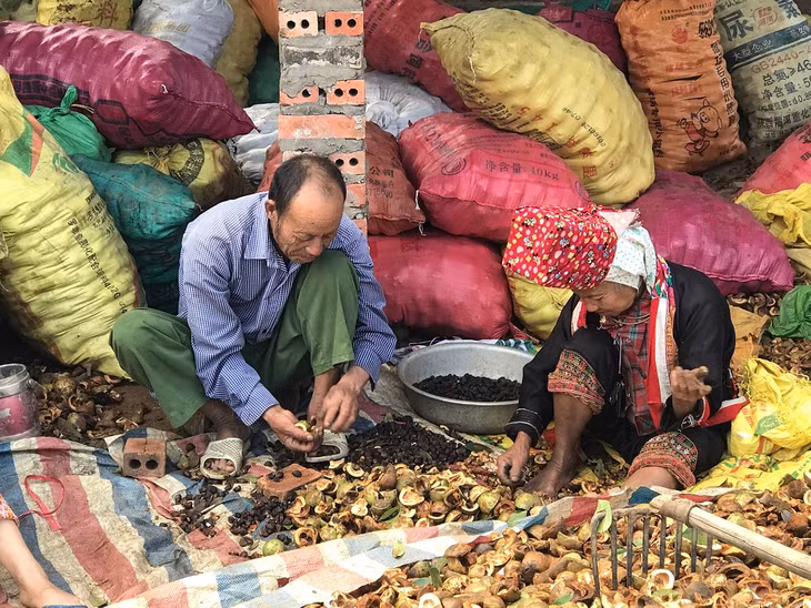 Cây sở là một trong những loại cây chủ lực giúp người dân Bình Liêu thoát nghèo. Trong ảnh: Người dân chế biến quả sở, chuẩn bị đi ép lấy dầu. 
