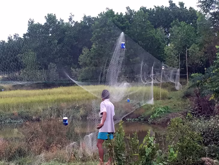 Tuy nhiên, tình trạng săn bắt chim di cư vẫn diễn ra công khai tại các xã của huyện Hải Hà: Trong ảnh: săn chim di cư tại khu vực giáp ranh giữa xã Quảng Thắng và xã Quảng Minh, huyện Hải Hà.