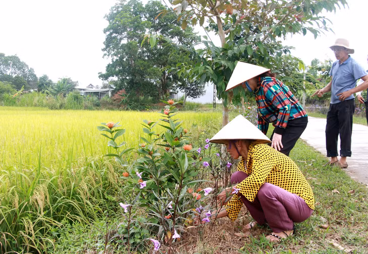 Người dân thôn 1, xã Quảng Chính chỉnh trang đường làng, ngõ xóm từ nhiều tháng nay để chuẩn bị cho ngày hội bầu cử trưởng thôn.