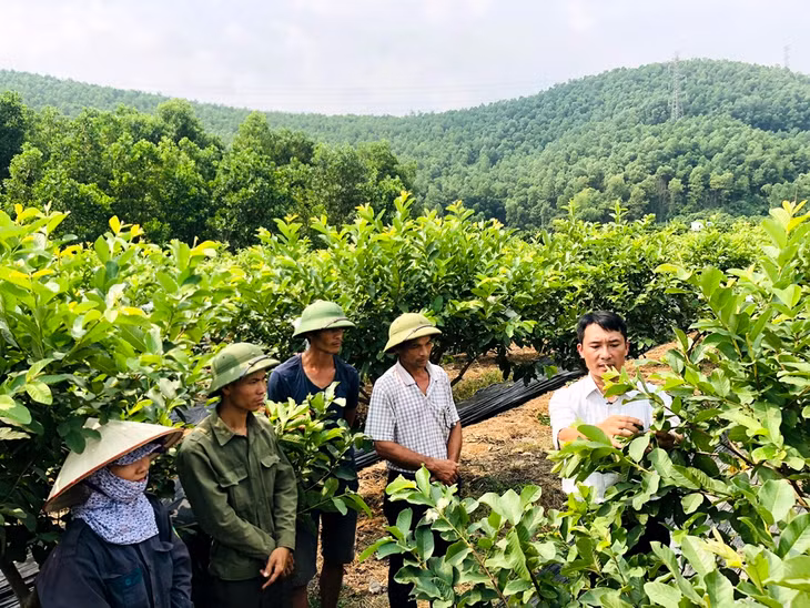 Kỹ sư Trung tâm Khuyến nông tỉnh hướng dẫn kỹ thuật chăm sóc, cải tạo cây ổi Đài Loan cho các hộ dân xã Sơn Dương.