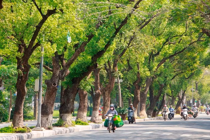Nhiều tuyến đường trồng một loại cây đặc trưng. Trong ảnh là hàng cây Long não cổ thụ hơn 100 tuổi trên đường Lê Lợi được trồng dưới thời Pháp thuộc. Tuyến đường Lê Duẩn dày đặc cây phượng vỹ và phượng vàng.