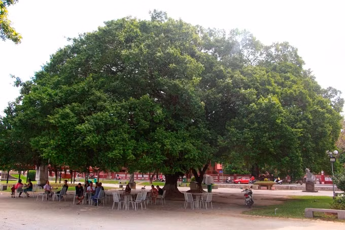 Cây xanh hơn 100 tuổi trong công viên Lý Tự Trọng có tán rộng với bán hính hơn 100 m2. Đây là địa điểm nhiều người dân và du khách thường ra uống nước, cà phê ngắm dòng sông Hương.