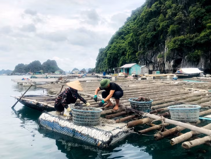 Các hộ dân nuôi hàu trên Vịnh Bái Tử Long