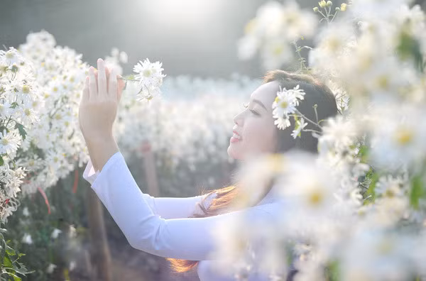 Hà Nội có nhiều địa điểm chụp cúc họa mi như Nhật Tân, Tây Tựu... và "thung lũng hoa hồ Tây" là điểm thu hút nhiều bạn trẻ nhất. Tại đây, du khách không chỉ được đắm chìm trong không gian ngập tràn cúc họa mi mà còn được tận hưởng không gian thoáng đãng bên bờ hồ thơ mộng.