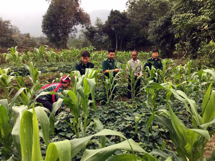 Tuổi trẻ Đồn Biên phòng Quảng Đức trực tiếp hướng dẫn bà con thôn Pò Hèn, xã Quảng Đức (huyện Hải Hà) kỹ thuật canh tác nông nghiệp, phát triển kinh tế 