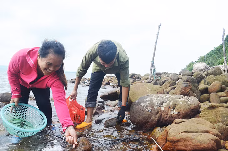 Tại khu bảo tồn biển Ba Mùn, người dân chỉ khai thác ốc trưởng thành