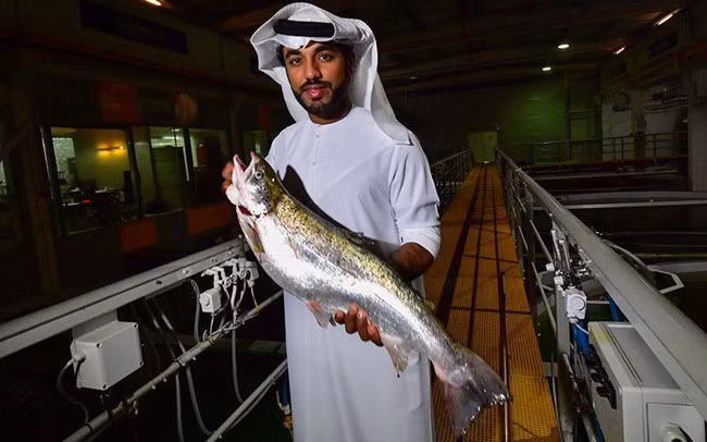 Cá hồi Dubai. Ảnh: Tellerreport.