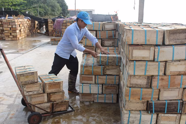 Sứa tồn động gây khó khăn cho các cơ sở sản xuất.