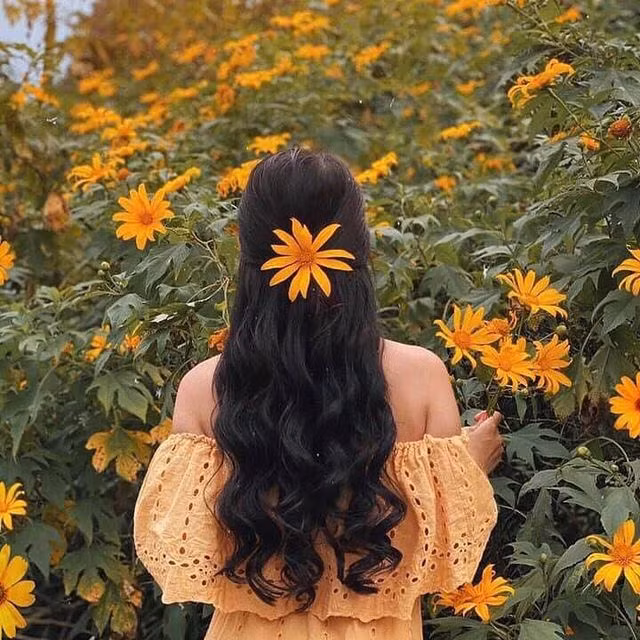 Từ lâu, Ba Vì đã được xem là thiên đường hoa dã quỳ. Ảnh: Phạm Lan Hương