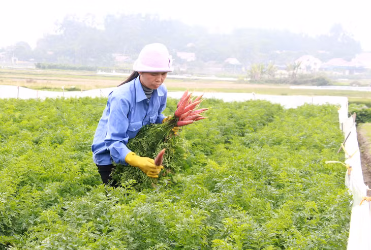 Trồng rau an toàn tại Công ty CP Đầu tư và Xây dựng Việt Long.