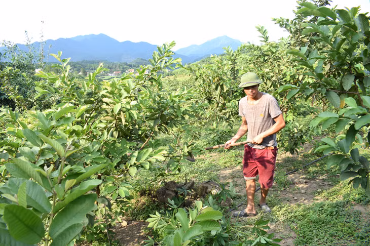 Đặng Văn Sồi là tấm gương vươn lên thoát nghèo của thôn Làng Han, xã Đồn Đạc, huyện Ba Chẽ.