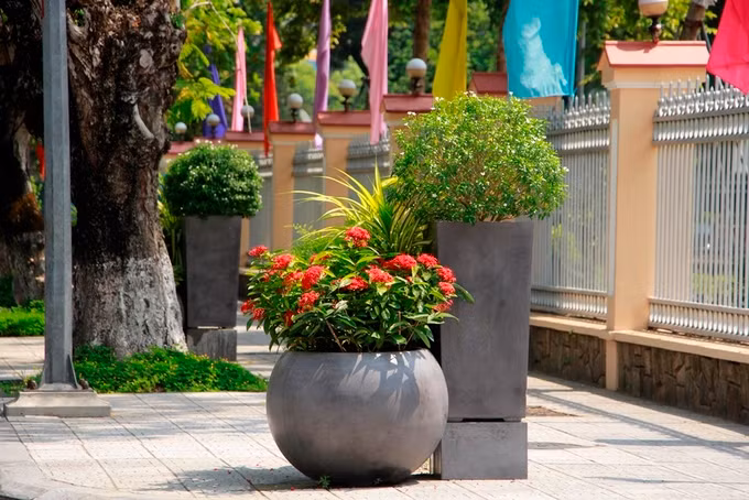 Chính quyền địa phương cũng phát động phong trào "Ngày chủ nhật xanh" dọn dẹp rác thải, trồng cây xanh. Ông Phan Ngọc Thọ, Chủ tịch tỉnh Thừa Thiên Huế nhắn nhủ mỗi người dân trồng một cây xanh để góp phần làm cho Huế ngày càng xanh, sạch đẹp, văn minh hơn. Hưởng ứng lời kêu gọi, nhiều đơn vị, cá nhân, người dân đã trồng hoa, cây xanh trên các tuyến đường, vườn nhà.