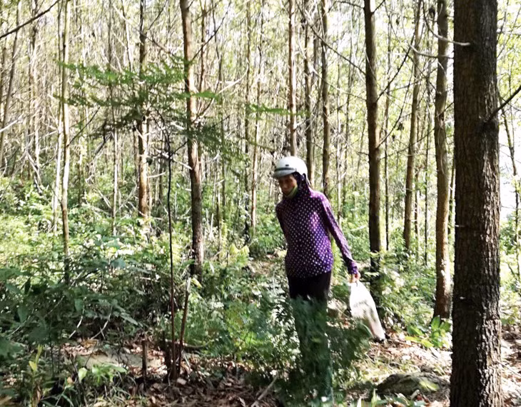 Nhiều diện tích rừng sản xuất chuyển sang rừng phòng hộ của các hộ dân trên địa bàn huyện Vân Đồn chuyển sang