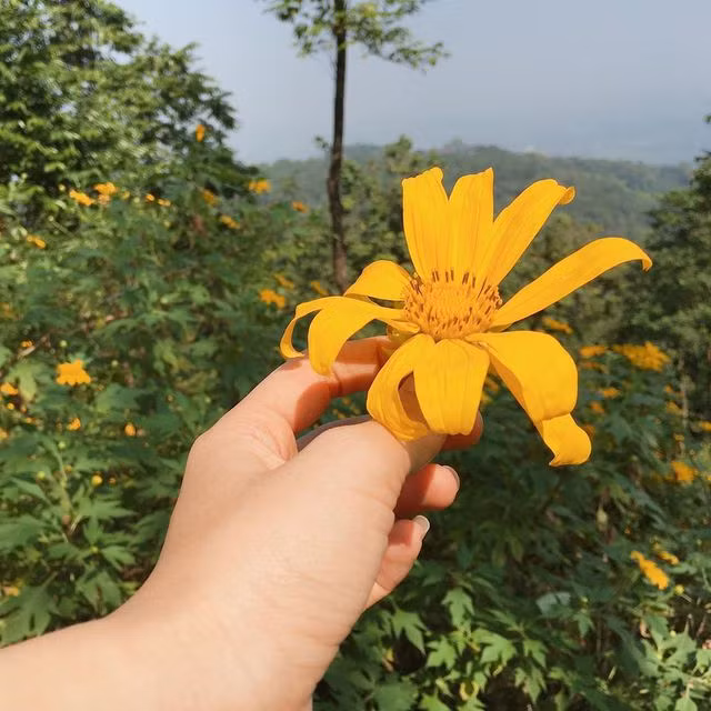 Hoa dã quỳ ở Vườn quốc gia Ba Vì.