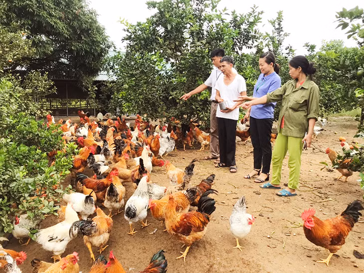 Mô hình trang trại tổng hợp của gia đình ông Nguyễn Văn Ước, thôn Hà Giàn, xã Đông Ngũ, huyện Tiên Yên.