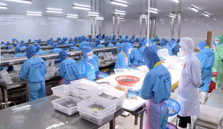Chế biến tôm xuất khẩu tại Công ty CP Thủy sản BNA Ba Chẽ.