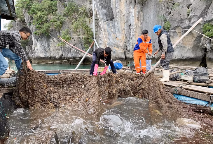 Nghề nuôi cá biến mang lại thu nhập cao cho nhiều hộ dân huyện Vân Đồn. (Ảnh: mô hình nuôi cá giò tại Thị trấn Cái Rồng)