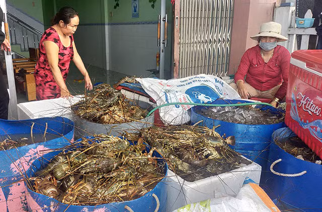  Tôm hùm chết bán với giá chỉ 200.000 đồng/kg. Ảnh: PLO.