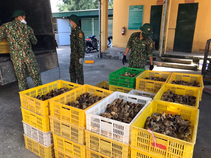 Tình trạng nhập lậu gia cầm qua biên giới nếu không được kiểm soát chặt chẽ có nguy cơ cao phát sinh dịch bệnh.