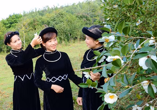 Ở Bình Liêu, cây sở có nhiều tại các xã Đồng Tâm, Lục Hồn, Tình Húc... chạy dọc quốc lộ 18C rất thuận tiện cho du khách tới tham quan có thể đi bằng các phương tiện ô tô, xe khách hoặc xe máy.