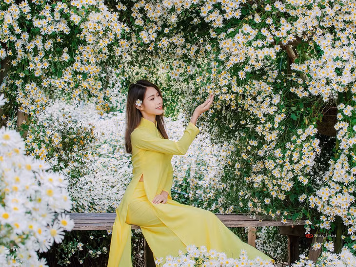 "Cúc họa mi mang một vẻ đẹp nhẹ nhàng. Vào mùa này, trên đường có rất nhiều xe hoa. Mình thường dừng lại ngắm nghía và chọn mua một bó mang về, hoặc đơn thuần chỉ vào chụp ảnh. Nhà mình luôn có một lọ cúc hoạ mi vì trông rất sáng nhà", Như Thủy, một du khách cảm nhận.