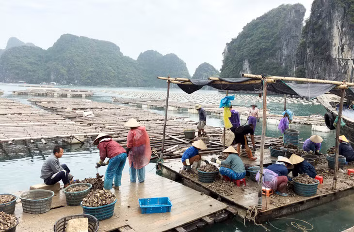 Thu hoạch hàu tại khu vực nuôi xã Bản Sen, huyện Vân Đồn.