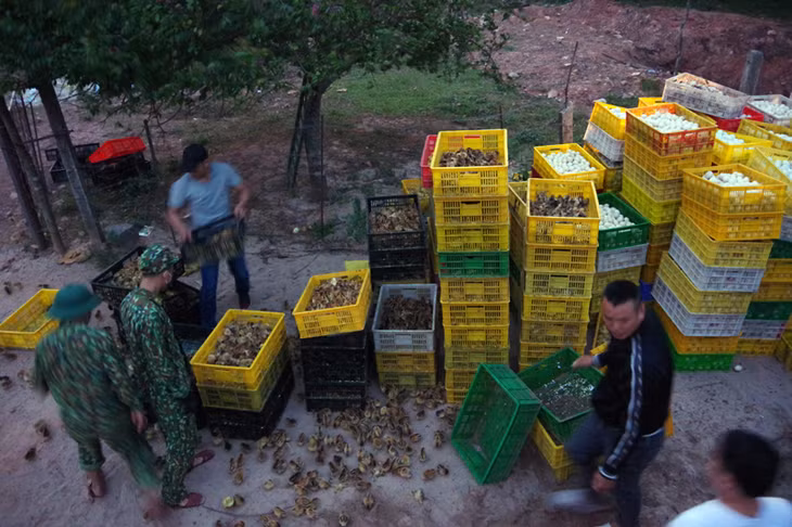 Đồn BP Trà Cổ tiêu hủy toàn bộ số gia cầm giống, trứng gia cầm nhập lậu đã bắt giữ.