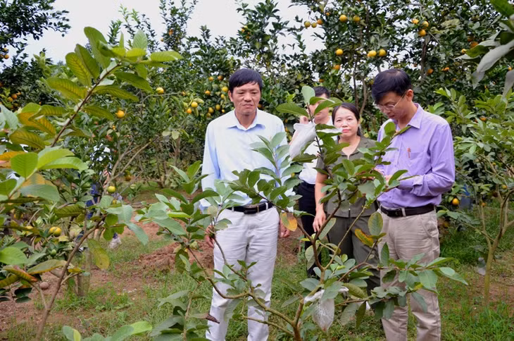 Các đồng chí lãnh đạo huyện Hoành Bồ tham quan vườn cam của HTX nông nghiệp Đồng Vàng là thành viên được CLB trợ giúp pháp lý thành lập và kết nạp