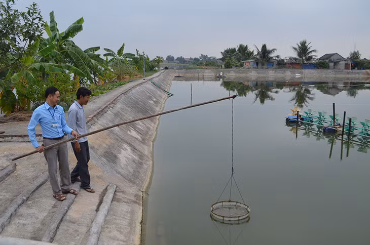 Kiểm tra tốc độ sinh trưởng của tôm thẻ chân trắng tại hộ nuôi Vũ Văn Hảo, thôn 1, xã Điền Công.